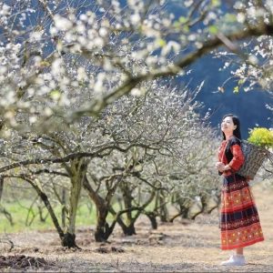 Halong Bay to Moc Chau Luxury Car- Halong Private Car Travell