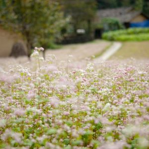 Cao Bang To Ha Giang By Car - Halong Private Car