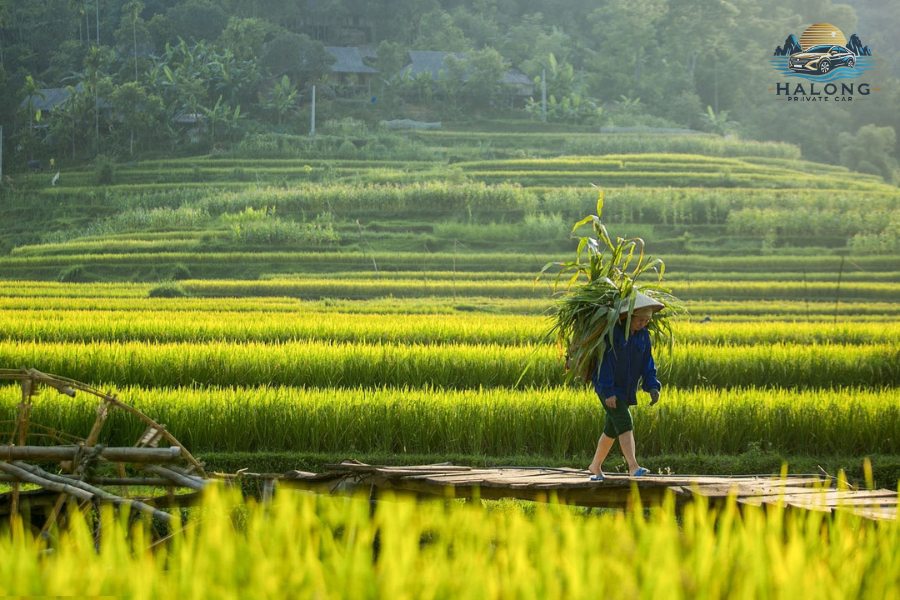 Moc Chau To Pu Luong Private Car - Halong Private Car