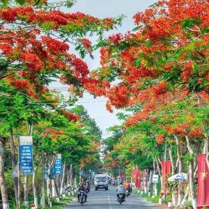 Hai Phong to Moc Chau private car - Halong Private Car