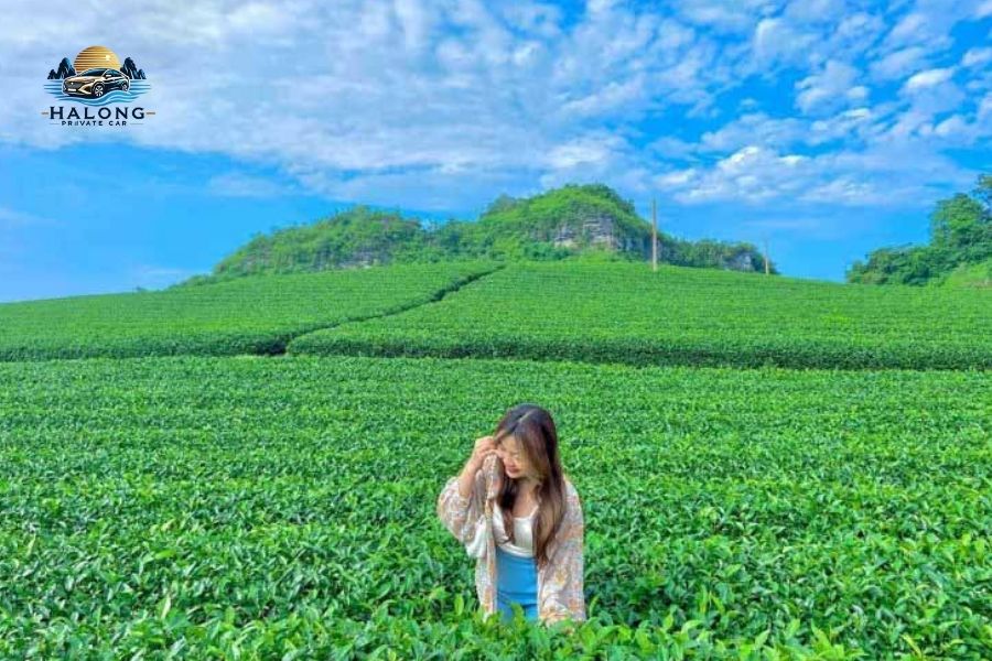 Hai Phong to Moc Chau private car - Halong Private Car