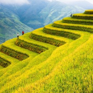 Sapa To Mu Cang Chai By Car Transfer - Halong Private Car