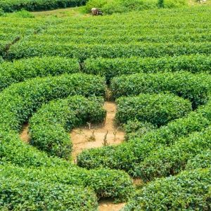 Pu Luong to Moc Chau By Private Car - Halong Private Car