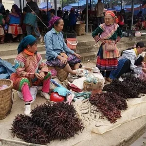 Sapa To Bac Ha By Car - Halong Private Car