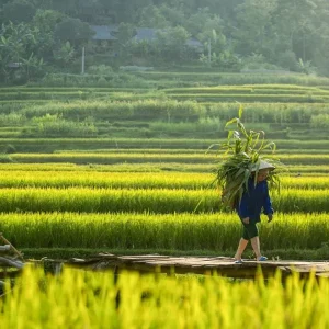 Sapa To Pu Luong By Private Car Rental - Halong Private Car