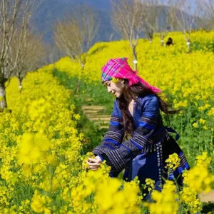 Hai Phong To Sapa By Car Rental - Halong Private Car