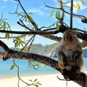 Hai Phong To Cat Ba Island Private Car Service Rental - Halong Private Car