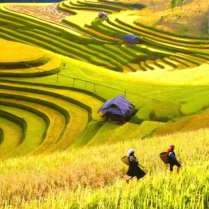 Transfer From Ha Giang To Mai Chau Private Car - Halong Private Car